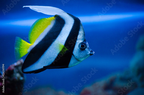 Little striped fish in an aquarium in the water with reef in the