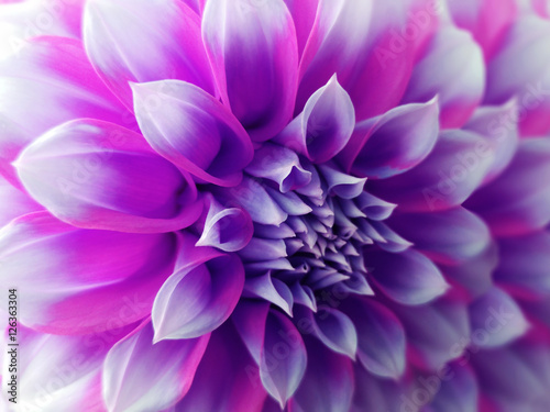 dahlia flower, purple-blue-pink. Closeup. beautiful dahlia. side view flower, the far background is blurred, for design. Nature.