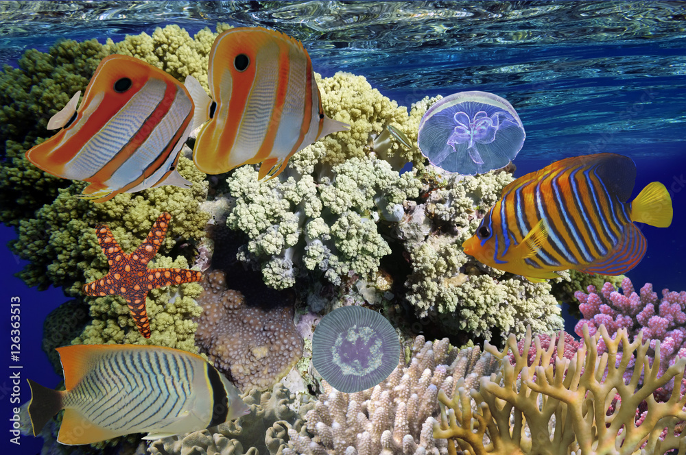 Fototapeta premium Coral reef with soft and hard corals with exotic fishes