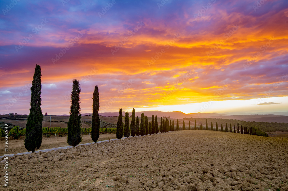 vineyard in Tuscany at sunset