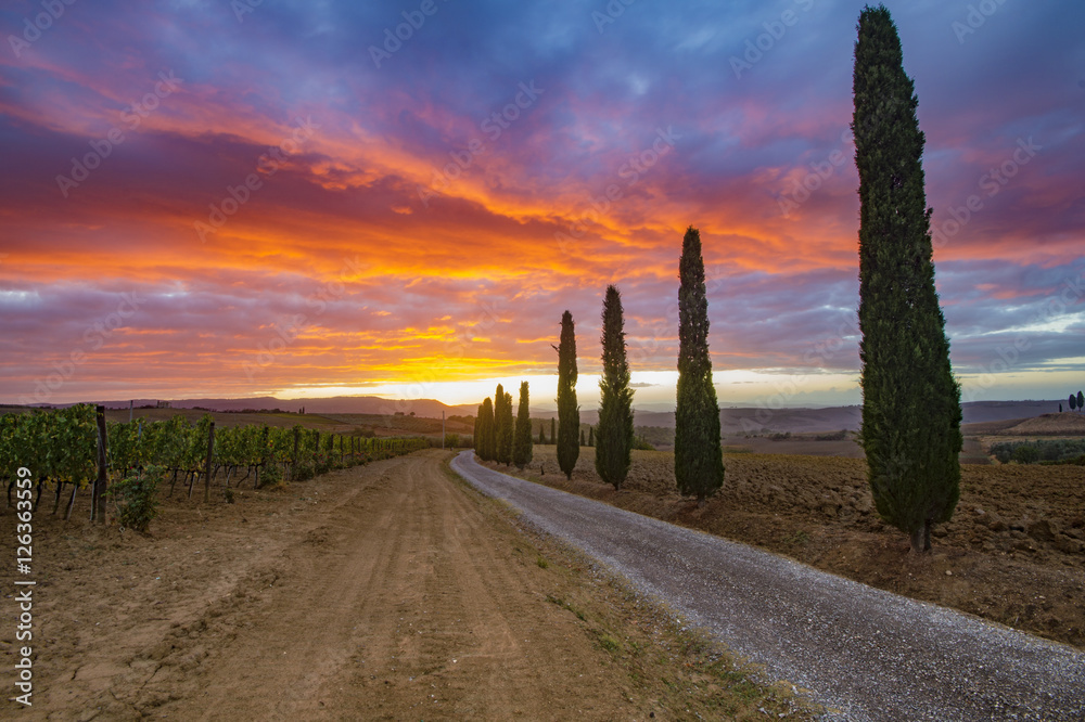 Fototapeta premium vineyard in Tuscany at sunset