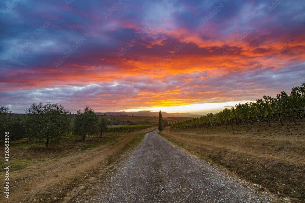vineyard in Tuscany at sunset