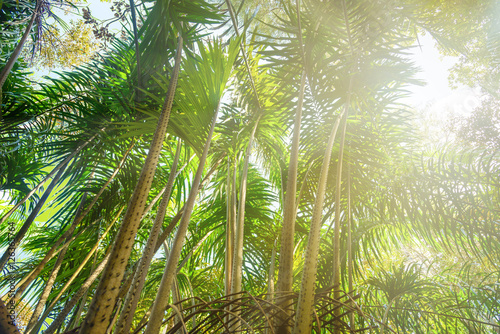 Palm trees in sunlight