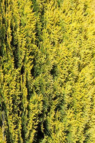 Close up leaves of green thuja tree.