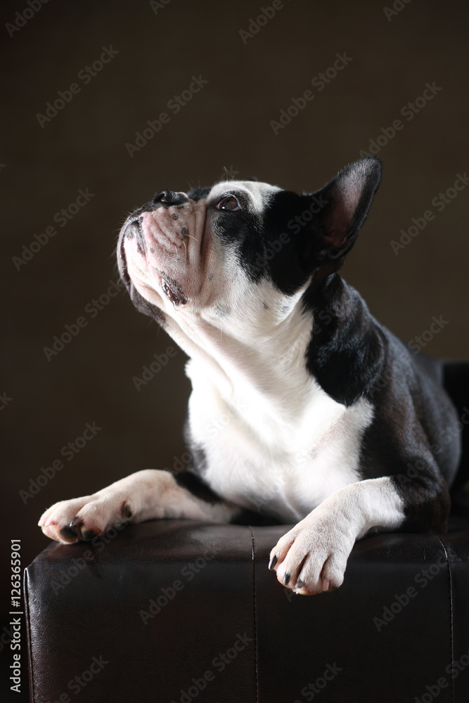 Hund Französische Bulldogge - Welpe liegend ≫ Orientspirits