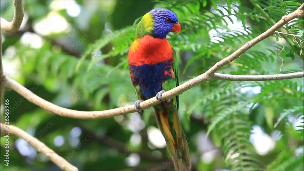 Rainbow Lorikeet sitting on branch (Trichoglossus moluccanus)
Rainbow Lorikeet sitting on branch (Trichoglossus moluccanus)
