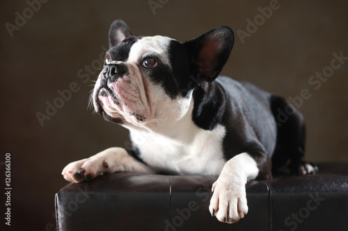 Fototapeta Naklejka Na Ścianę i Meble -  Französische Bulldogge im Studio liegend