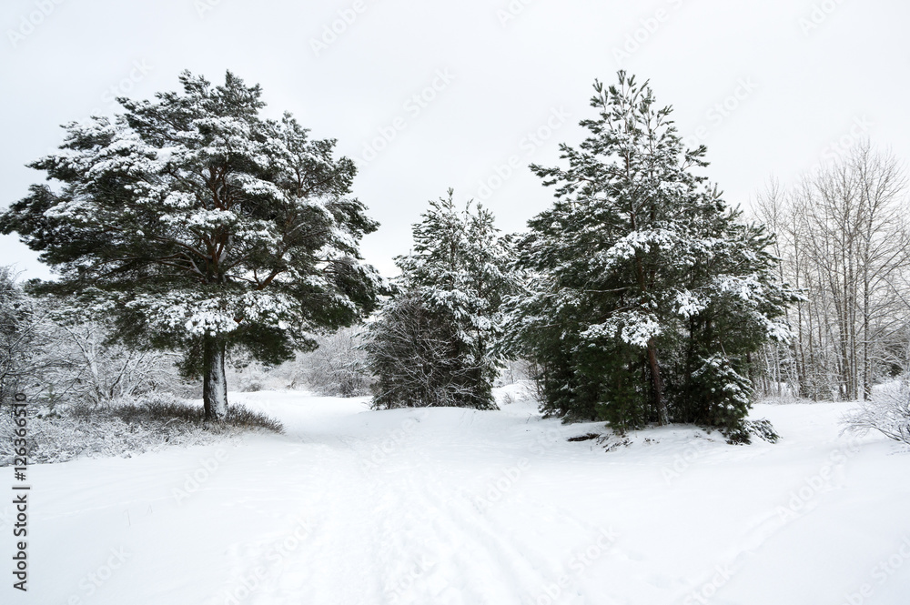 Obraz premium Trees in a winter forest