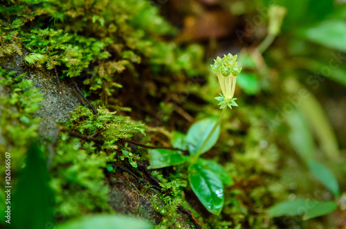Small flower in rainforest © Elena Odareeva