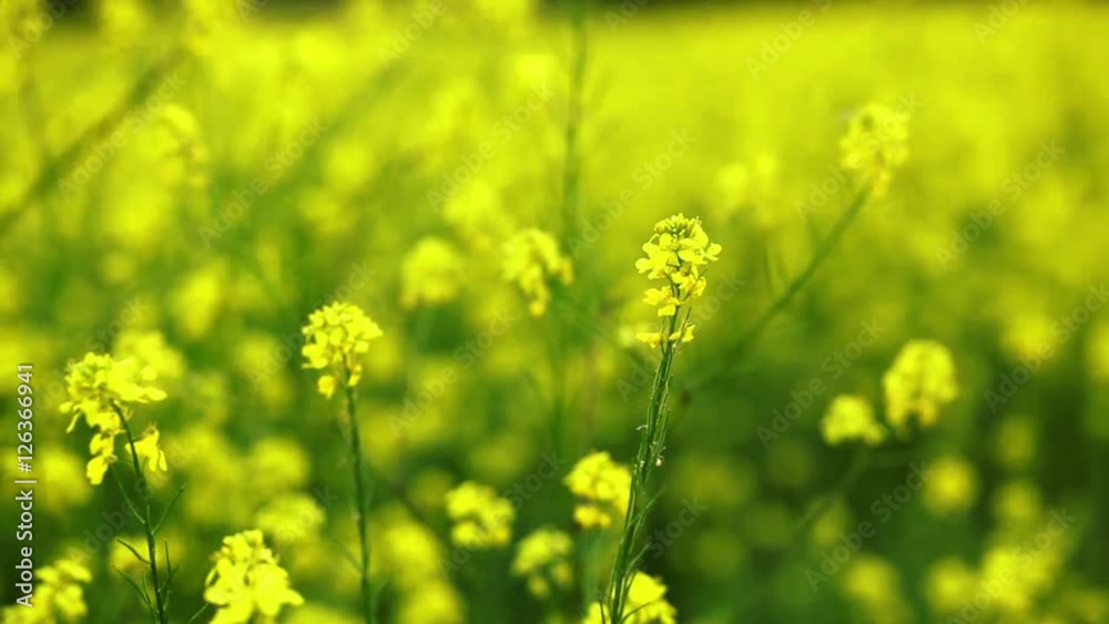 Rapeseed flowers waving on slow wind; close up; selective focus on foreground; Rapeseed flowers waving on slow wind; close up; selective focus on foreground;