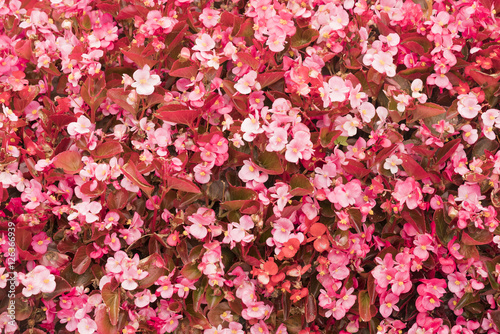Small pink flowers, background