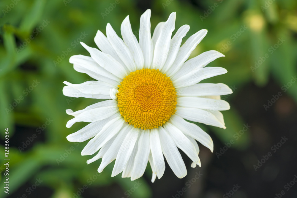 Fototapeta premium Сhamomile flower on a blurred background, top view