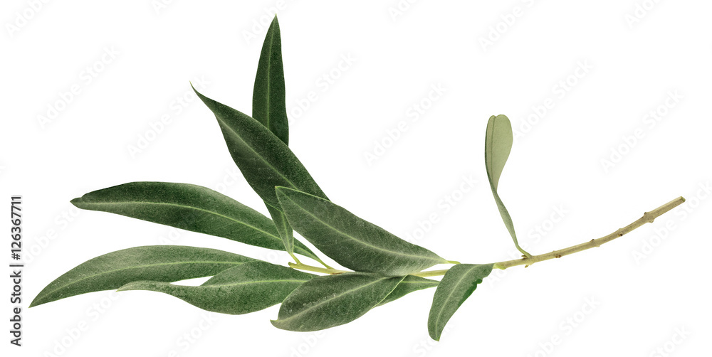 Fototapeta premium Fotografia zielona gałązka oliwna, odizolowywająca na bielu