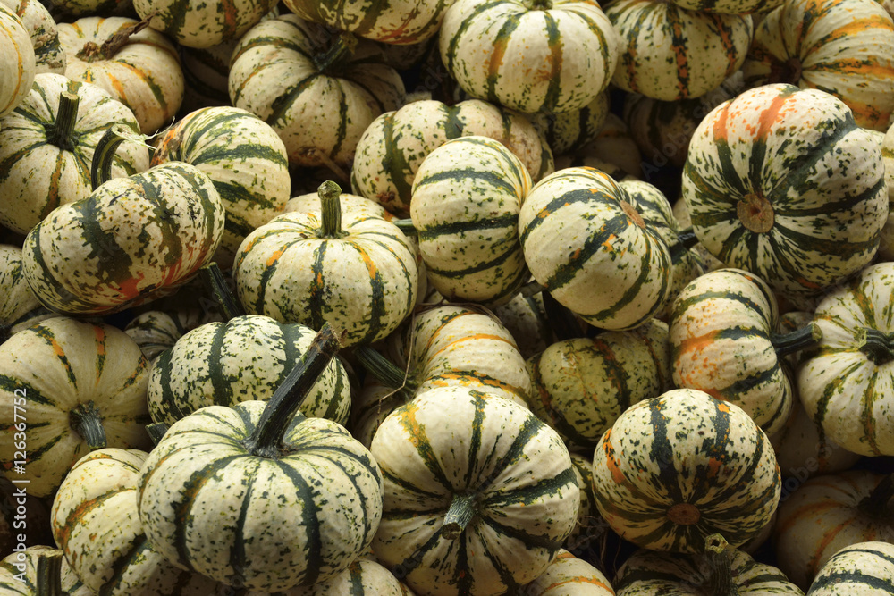 Small pumpkins at Halloween and pumpkin market in USA. Small pumpkins at Halloween and pumpkin market in USA.