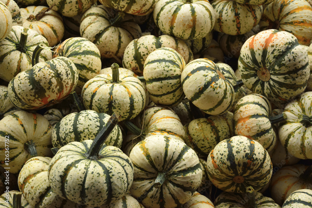 Small pumpkins at Halloween and pumpkin market in USA.