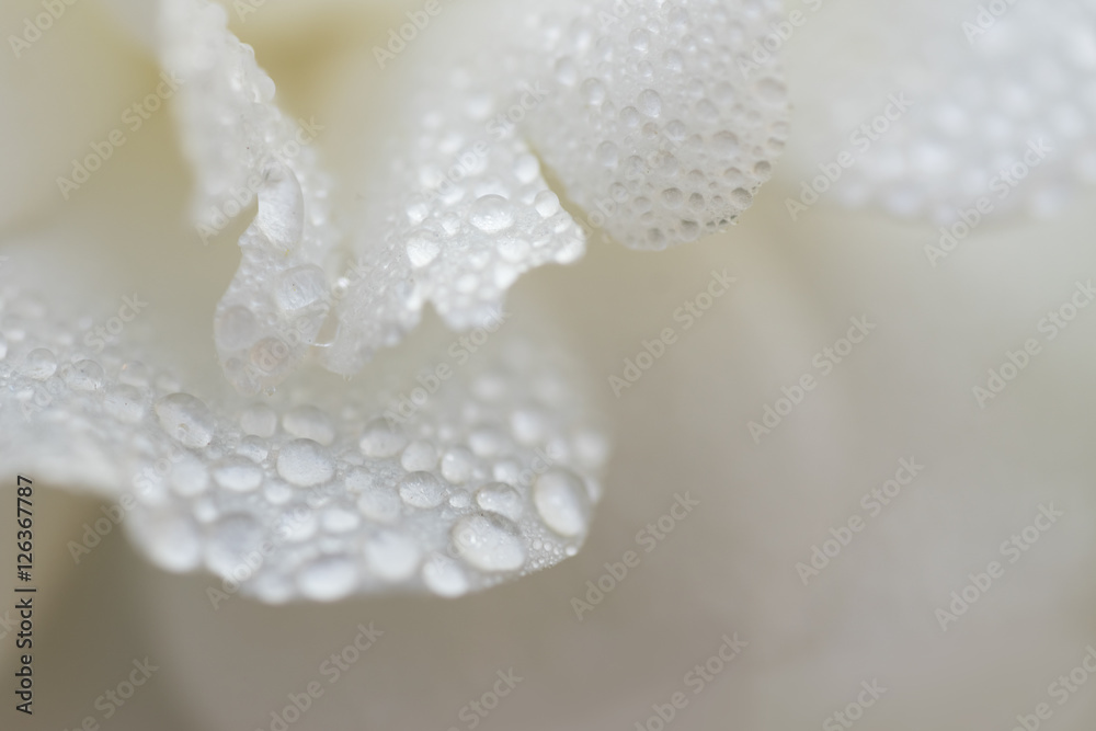 White flower petals with dew drops, background White flower petals with dew drops, background