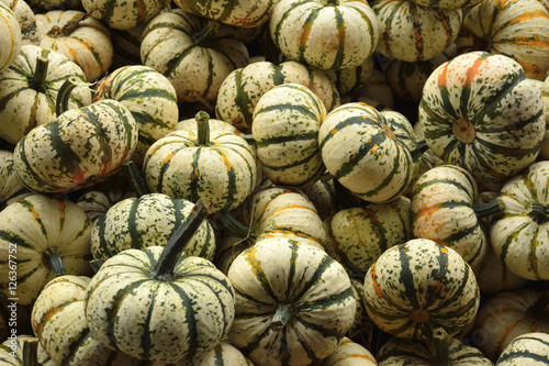Small pumpkins at Halloween and pumpkin market in USA.