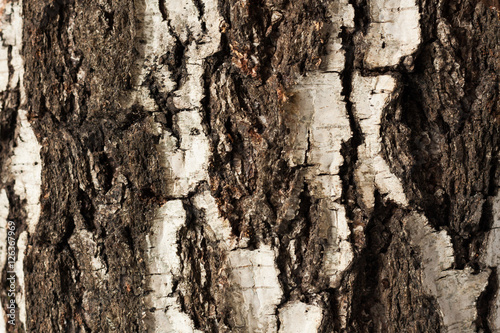 Texture Of Bark Old Birch Tree, Close Up. © ElenaMasiutkina