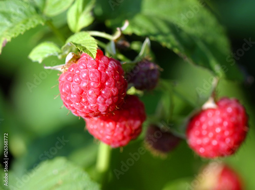 Ripe raspberry