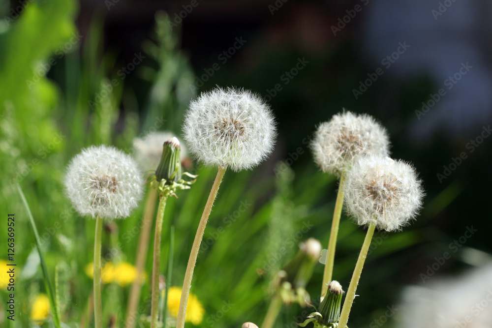 spring Flowers
