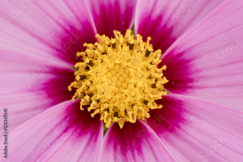 Flower with pink petals and yellow center  background  top view  close-up