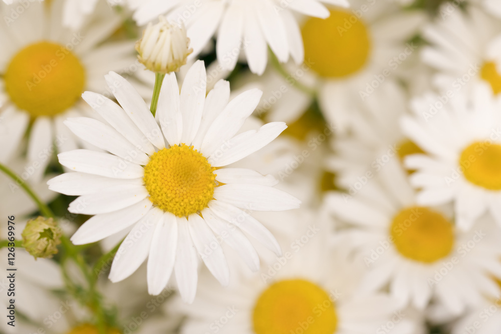 Fototapeta premium Сhamomile, background