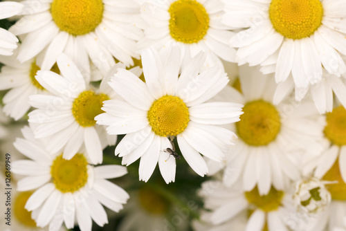   hamomile  background