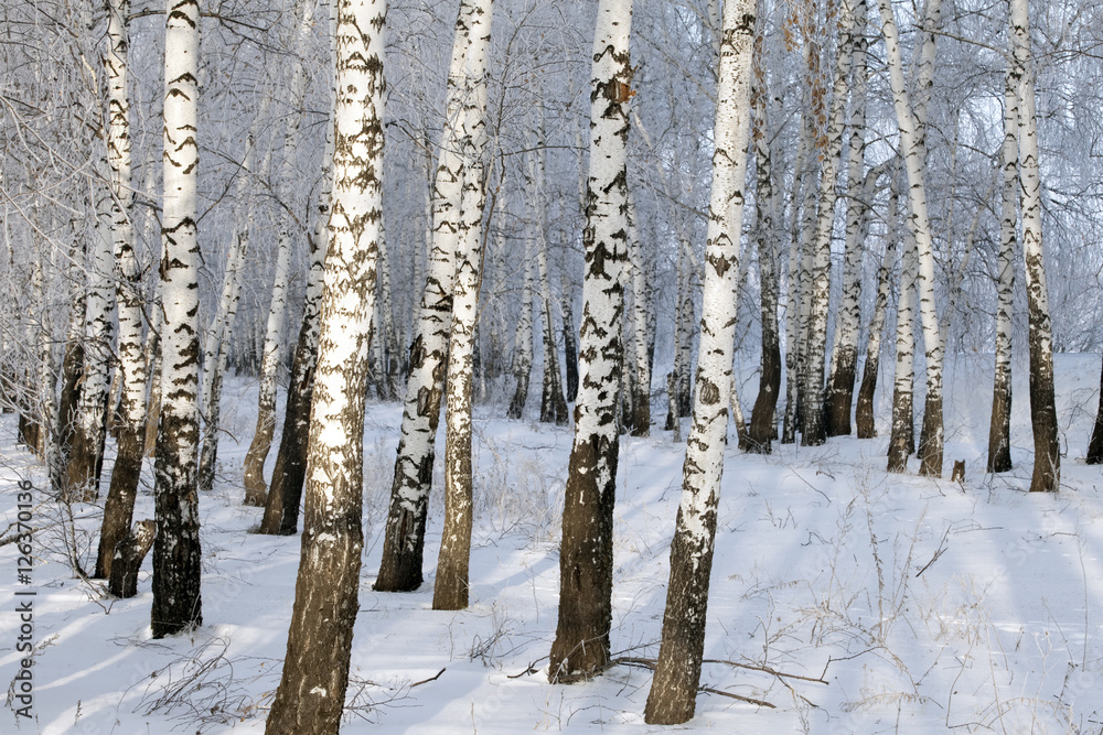 Fototapeta premium birchwood