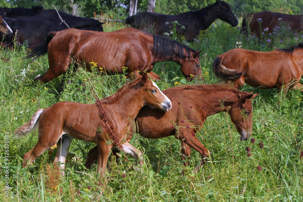 Fototapeta premium horse