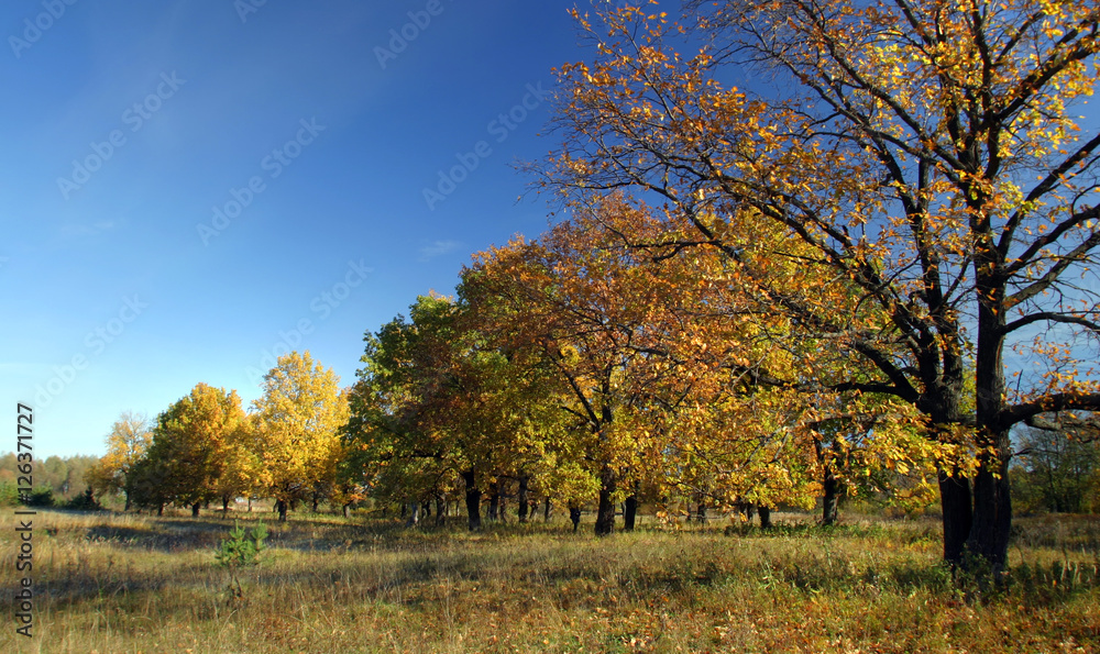 autumn day in the oak grove