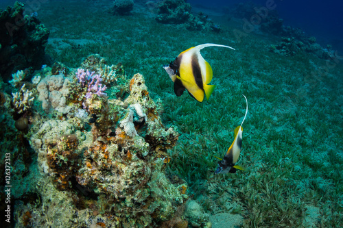 Butterfly fishes