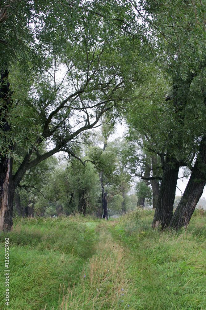 Obraz premium willow by the river