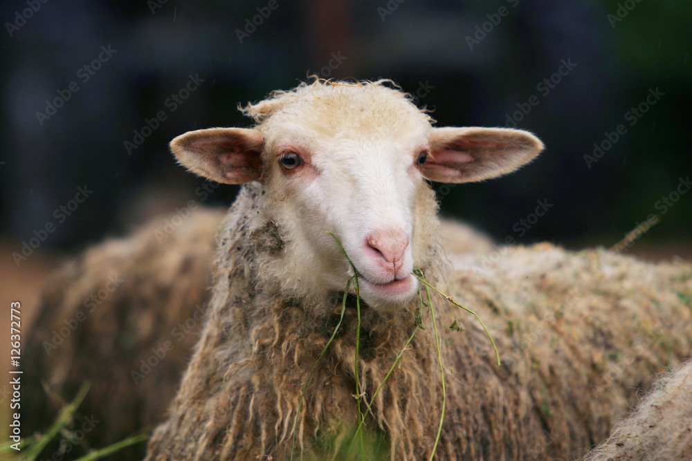 sheep sheep