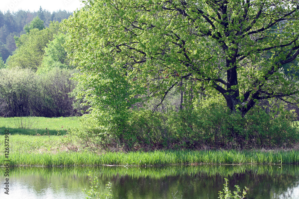 summer landscape summer landscape