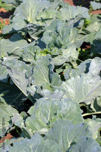 maturing cabbage in the garden