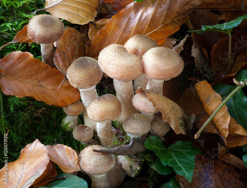 Honey fungus, amillaria mellea
The common name of several species of fungi within the genus Armillaria, spreads underground, killing the roots of perennial plants and then decaying the dead wood photo