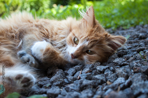 Cat lying on the grass. © Fotikphoto