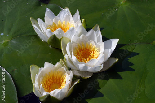 Wallpaper Mural water lilies Torontodigital.ca