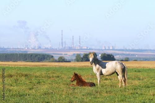 horse with a foal photo