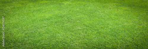 Green grass / herbe verte photo