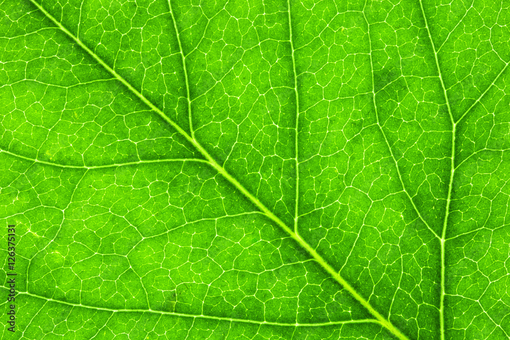 Leaf Texture./ Leaf Texture. Leaf Texture./ Leaf Texture.
