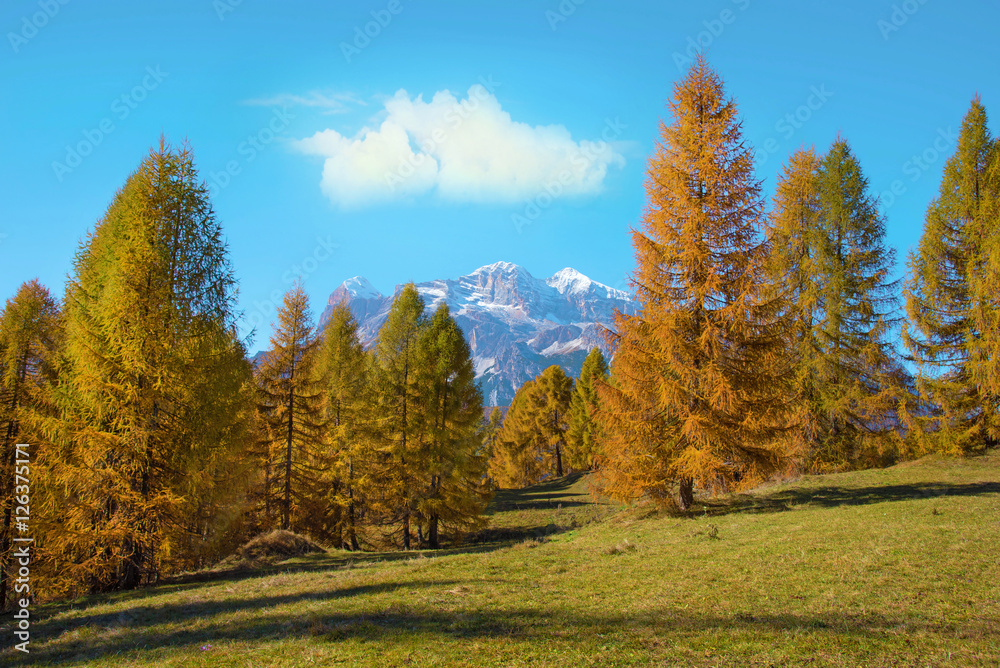 Magical autumn landscape with  yellow larch on a background of m