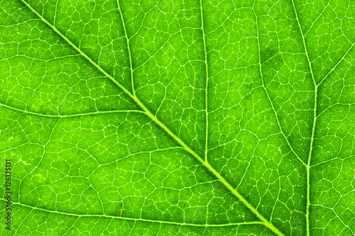 Leaf Texture./ Leaf Texture. 