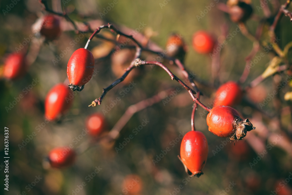 Vintage photo of rosehip berries