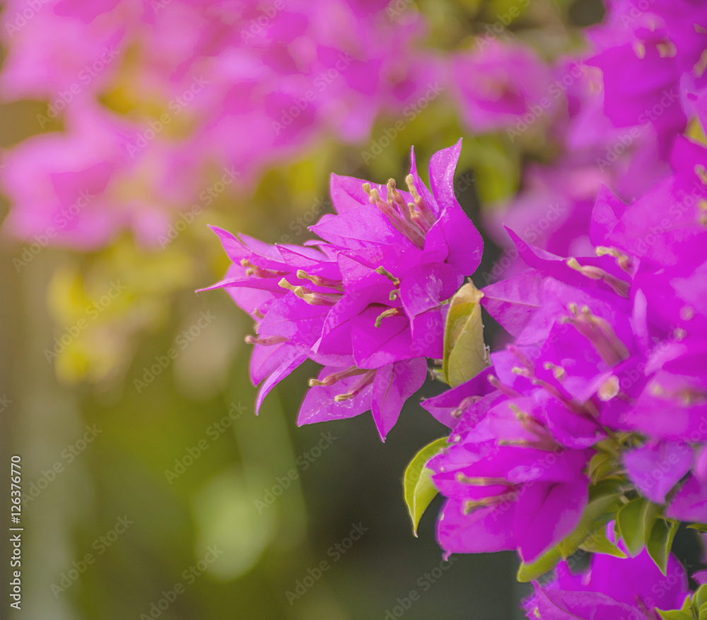 pink flower background with selective focus. Purple Bougainvillea's flora (Bougainvillea spectabilis) close up. relax and fresh in nature.