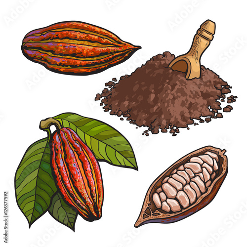 Cacao fruit, beans and powder, set of style vector illustrations isolated on white background. Hand drawn cacao fruit, raw cacao beans and heap of powder with a wooden skoop