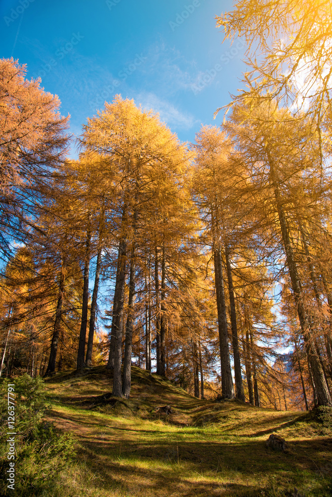 Fantastic autumn landscape with yellow larch in a sunny day. Dol