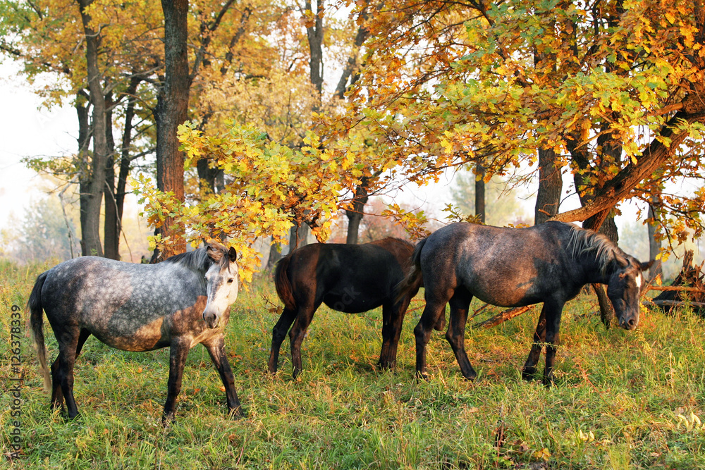 Horses in the autumn forest Horses in the autumn forest