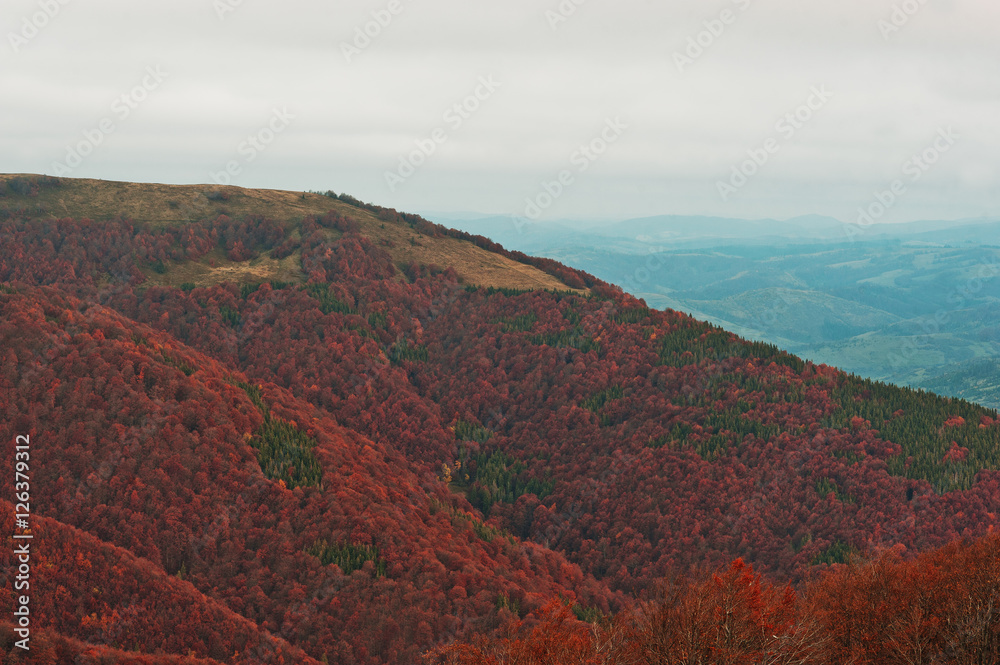 Colorful red autumn landscape in the mountain. Foggy morning in