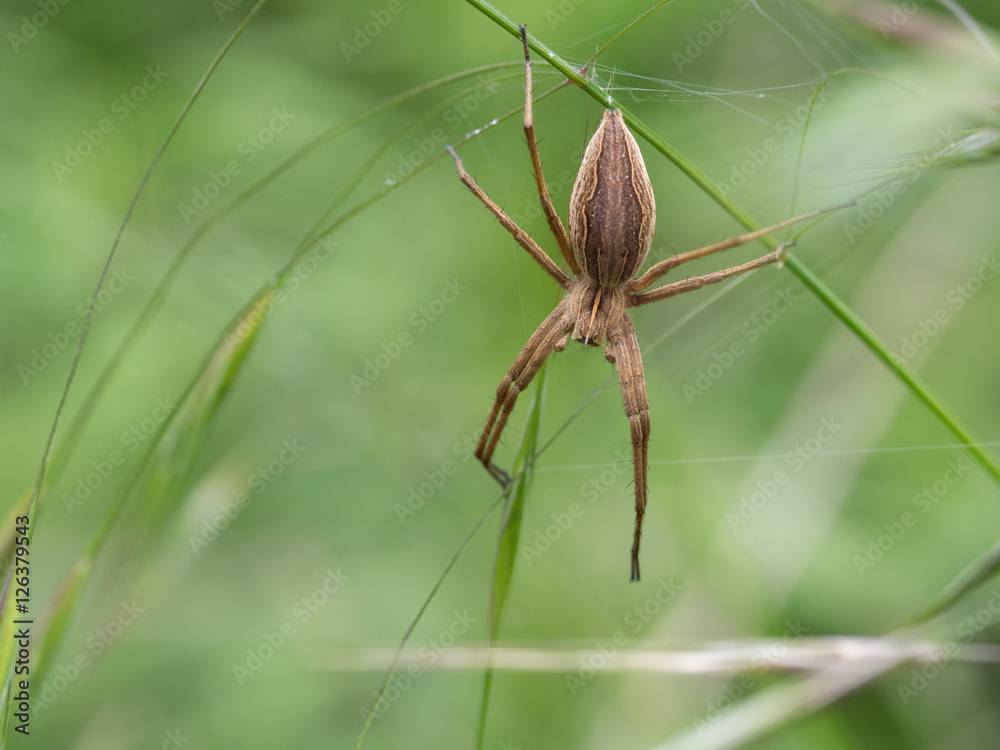 Nursey web spider, Pisaura mirabilis Nursey web spider, Pisaura mirabilis
